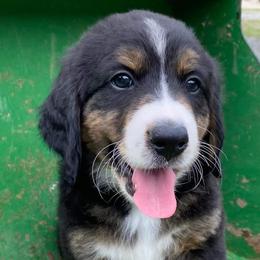 Bernedoodle Puppies from Bayou Blu's Bernedoodles