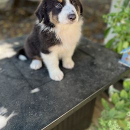 Australian Shepherd Puppies from HCA Aussies