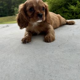 Cavalier King Charles Spaniel Puppies from Freeman's Royal Cavaliers