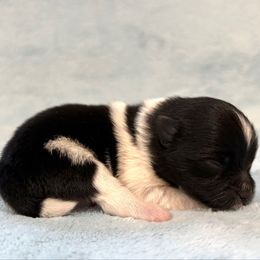 Black Parti Tri male - Black parti male Pomeranian puppy in Princeton, New Jersey from PureLove Poms.