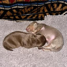 Dachshund Puppies from Empire's Dachshunds
