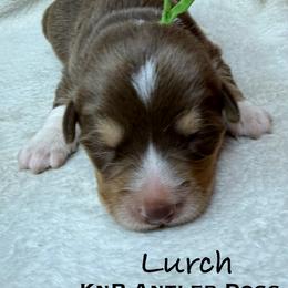Lurch - Liver and white male American Corgi puppy in Grants Pass, Oregon from KnR Antler Dogs ~ Labrador Retrievers & Corgis