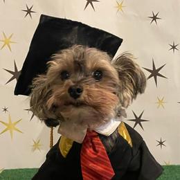 Bear - Yorkipoo