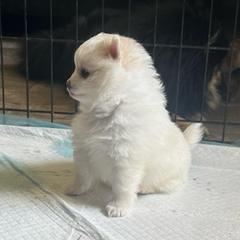 Sonya - Cream parti female Pomeranian puppy in Scio, Oregon from Mac Daddy Poms