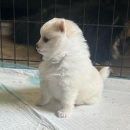 Sonya - Cream parti female Pomeranian puppy in Scio, Oregon from Mac Daddy Poms