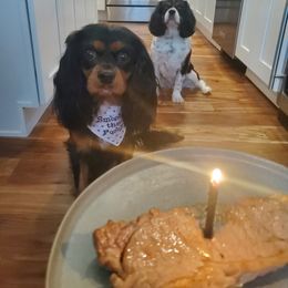 Cavalier King Charles Spaniel Puppies from Wasteland Cavaliers
