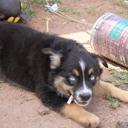 Kraken - Black tri-color female Australian Shepherd puppy in Sonoita, Arizona from Gardner Canyon Kennels