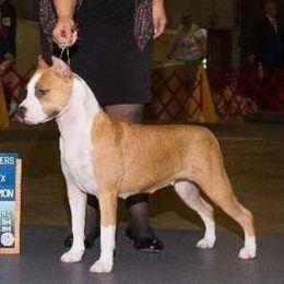 Ally - American Staffordshire Terrier