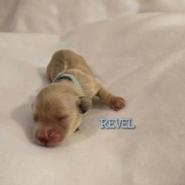 Revel - Cream male Dachshund puppy in Luttrell, Tennessee from Tiny Tails Ranch