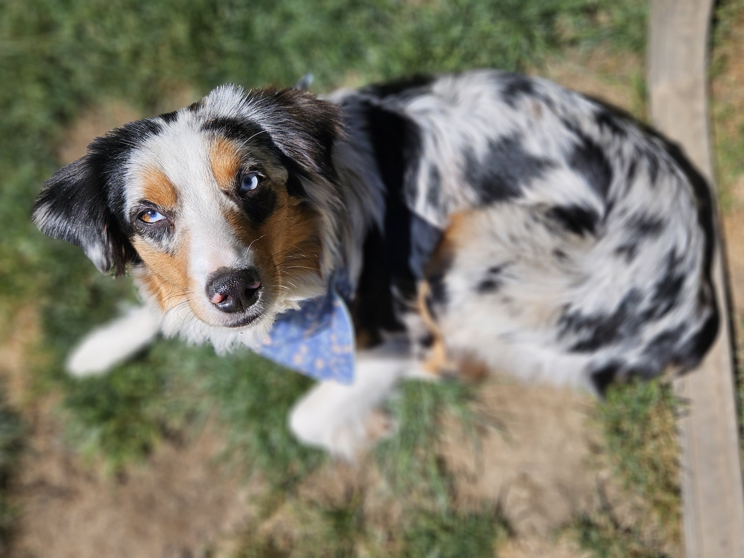Australian Shepherds from Willamette Valley Aussies