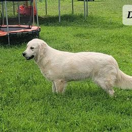 Dulcie - Golden Retriever