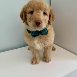 Aussiedoodle and Labradoodle Puppies from Doodles on Duty