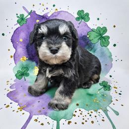 Black-silver Female - Black and silver female Miniature Schnauzer puppy in Houston, Texas from Haughton Farm