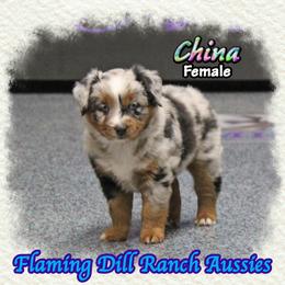 China - Blue merle female Miniature Australian Shepherd puppy in Forestburg, Texas from Flaming Dill Ranch Aussies