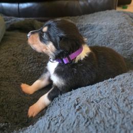 Purple - Black white and tan female Collie puppy in Wykoff, Minnesota from Country Collies