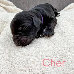 Cher - Black female Australian Labradoodle puppy in Denton, Texas from Liberty Hill Labradoodles
