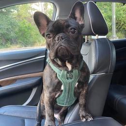 French Bulldog Puppies from Fancy Face Frenchies