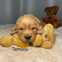 Tamilou - Golden female Golden Retriever puppy in New Ringgold, Pennsylvania from Hawk Mountain Doodles