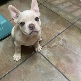 French Bulldog Puppies from Lola’s Frenchies