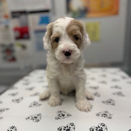 Yellow Collar Girl - Caramel female Australian Labradoodle puppy in Hagerstown, Maryland from Westfields Labradoodles