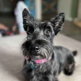 Sadie - Scottish Terrier