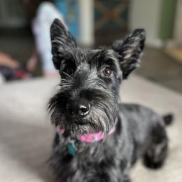 Sadie - Scottish Terrier