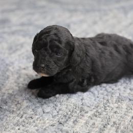 Yellow collar - Black female Poodle puppy in Edmond, Oklahoma from The Redbud Roost