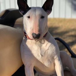 Bull Terrier All Grown Up from Weekley Bull Terriers