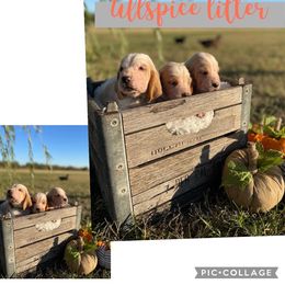 Basset Hound Puppies from Little Patch of Heaven