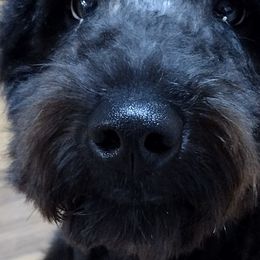Aussiedoodles and Miniature Australian Shepherds from Jeanah's Pups
