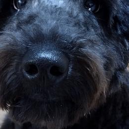 Aussiedoodles and Miniature Australian Shepherds from Jeanah's Pups