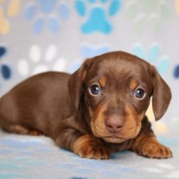 Puppy 4 - Chocolate and tan female Dachshund puppy in Red Bud, Illinois from Midwest Miniature Dachshunds