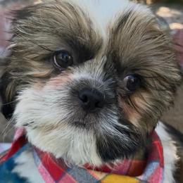 Joshua - Gold and white male Shih Tzu puppy in Hemet, California from Aloha Shih Tzu
