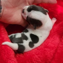 Chihuahua Puppies from OutLaw Chihuahua's