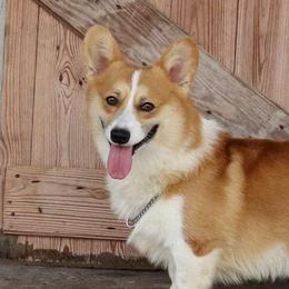 Pembroke Welsh Corgis from Bottom Of the Thumb Pembroke Corgis