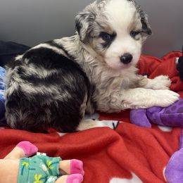 Miniature Australian Shepherd and Toy Australian Shepherd Puppies from Rye Hill Aussies