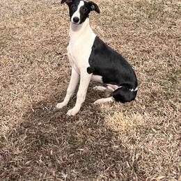 Whippet Puppies from Hertzog  Whippets