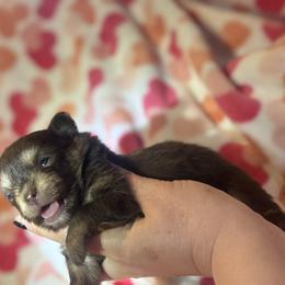 Choc and Tan- Yoshi - Chocolate and tan male Pomeranian puppy in Knoxville, Tennessee from Posh Parti Poms