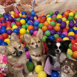 Chihuahua puppies from Sternheim Stars