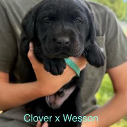 Boy 1 - Black male Labrador Retriever puppy in Wilson’s, Virginia from Cedar Hill Farm Labradors