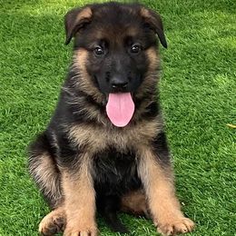 German Shepherds from Carrie Wittman's German Shepherds