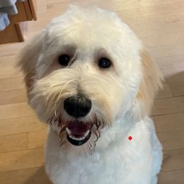 Goldendoodle puppies from Guppy Puppies