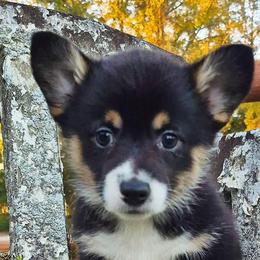 American Corgis and Australian Shepherds from RussKris Farms Aussies
