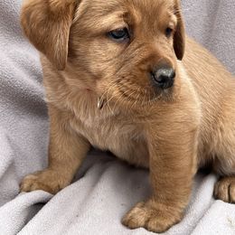 Red collar Girl - Yellow female Labrador Retriever puppy in Beaverdam, Virginia from Gold Heart Labradors