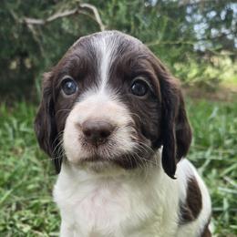 Cordelia - Liver and white female English Springer Spaniel puppy in Palisade, Colorado from Bigfoot's Kennel