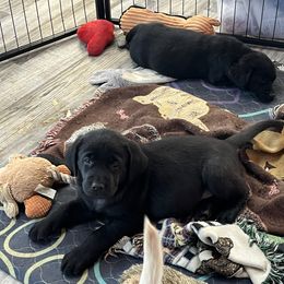 Labrador Retriever Puppies from Bellvale Labradors