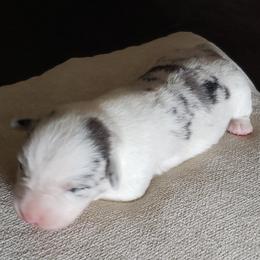 Sky - Blue merle and white male Cardigan Welsh Corgi puppy in Myton, Utah from Cardigan Corgi Cuties 💓