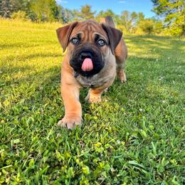 Blue - Brown male Boerboel puppy in Callicoon, New York from Southern Pride Boerboels