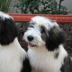 Parson Russell Terriers and Polish Lowland Sheepdogs from Stonebrook