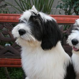 Parson Russell Terriers and Polish Lowland Sheepdogs from Stonebrook